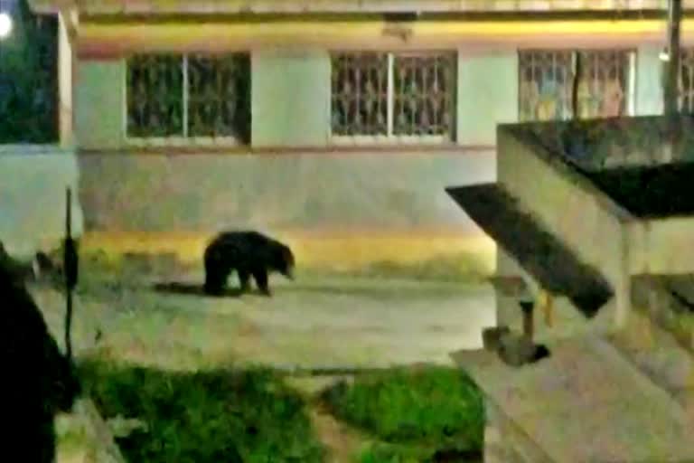 bear spotted in anekal