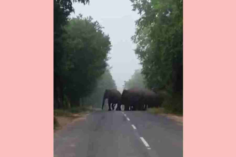 ELEPHANTS IN CHITTOOR