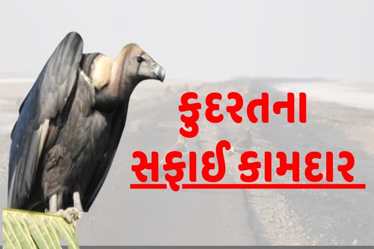 ગીધની સંખ્યામાં નોંધપાત્ર ઘટાડો