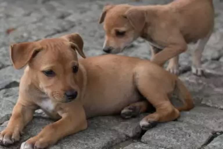 FIR against two men in Uttar Pradesh for Eating Ears and tail of Puppies