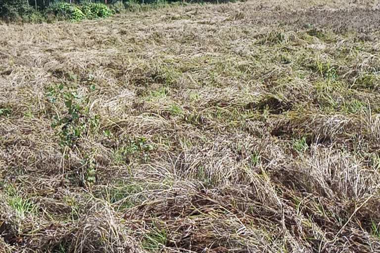 Rain has damaged thousands of acres of millet fields
