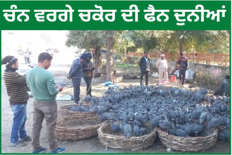 Chukar birds came from Allahabad in Ludhiana