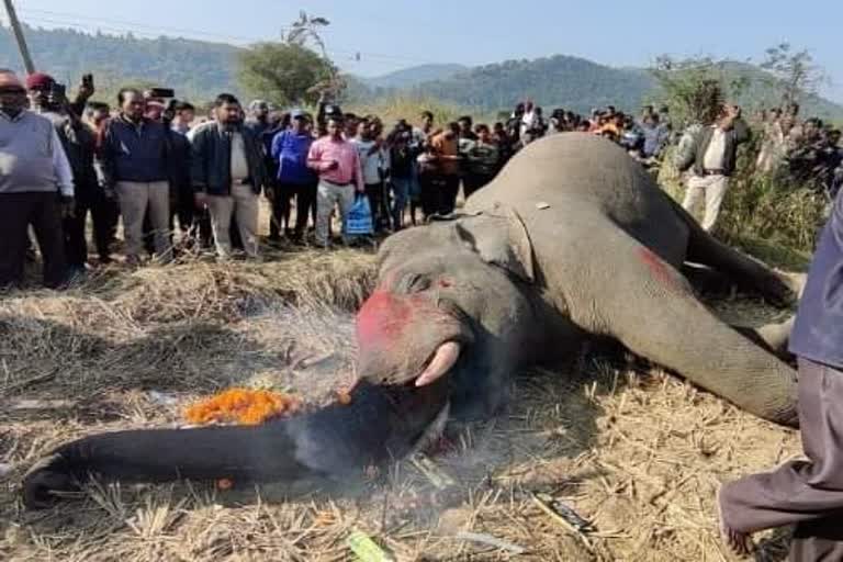 human elephant conflict in Jharkhand