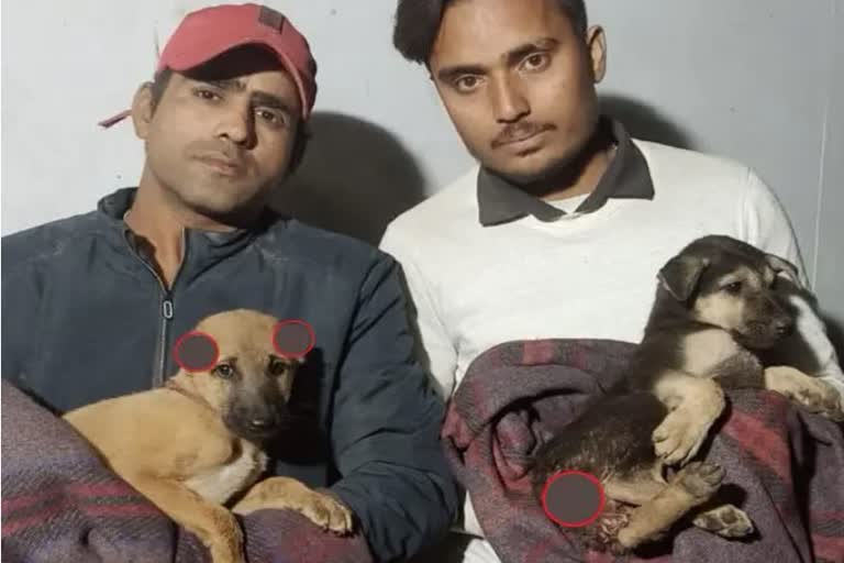 DRUNKARDS CUT OFF EARS AND TAILS OF PUPPIES IN BAREILLY