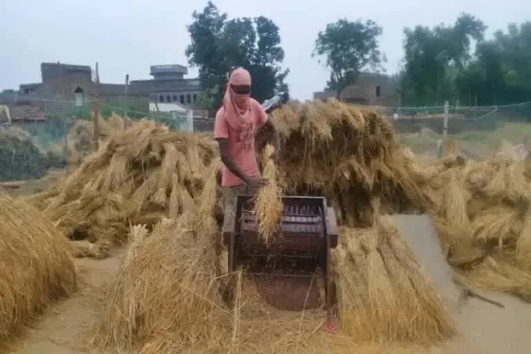 paddy-purchase-in-jharkhand-from-15-december
