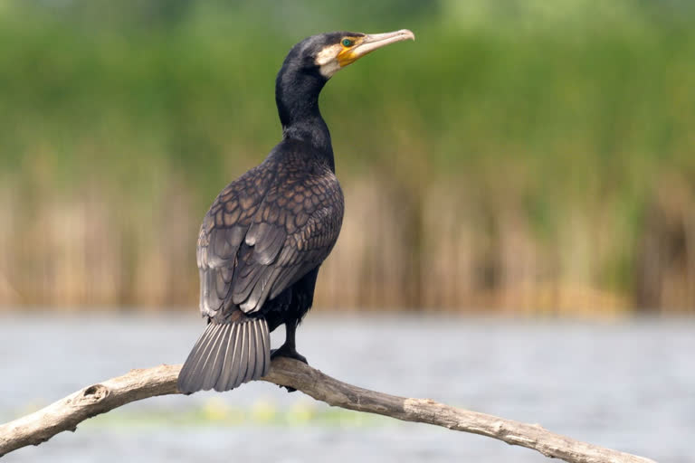 migratory bird in mandi