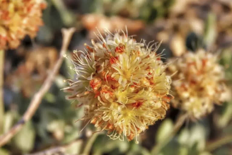 Nevada flower