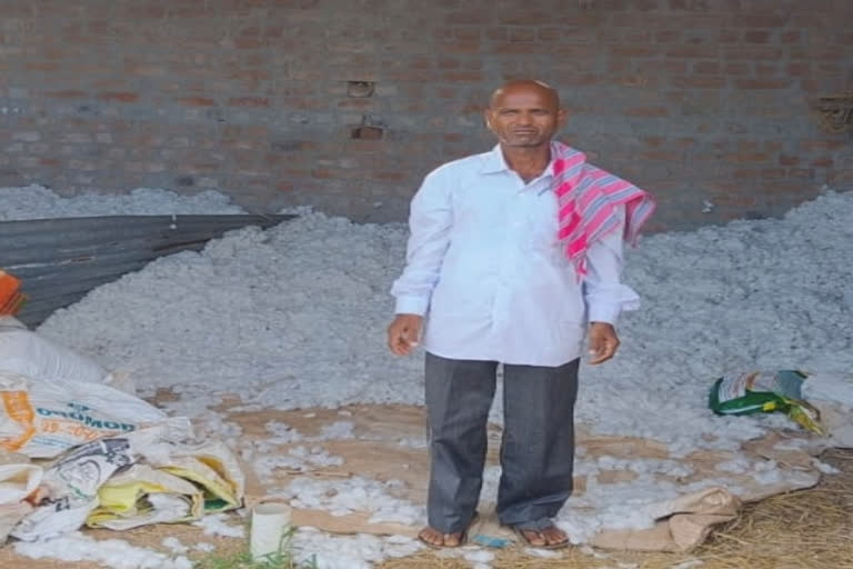 Cotton theft in Chandur mandal