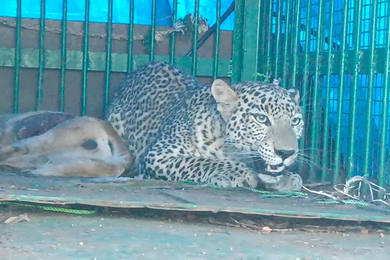 A leopard captured in Bone