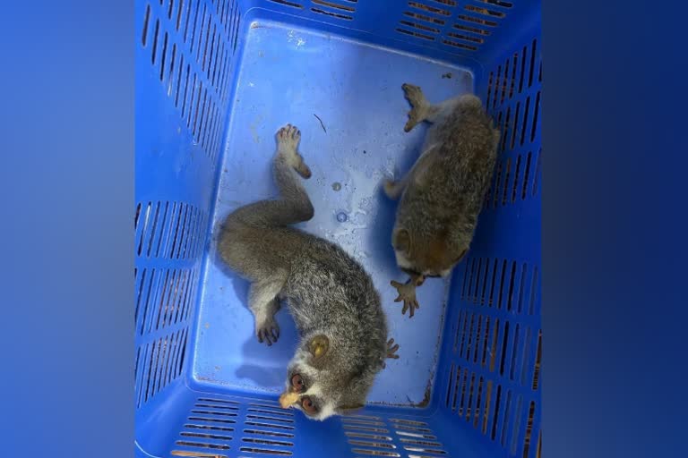 Stealing and transporting Slender loris