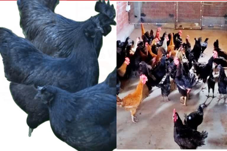 Benefits of Kadaknath Chicken