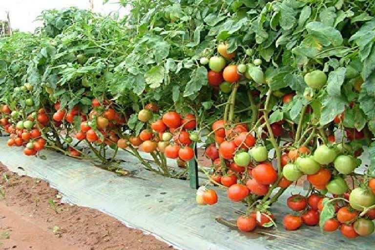 Heavy Loss to Farmers Due to Unseasonal Rains in Nashik So Major Loss of Tomato Crop