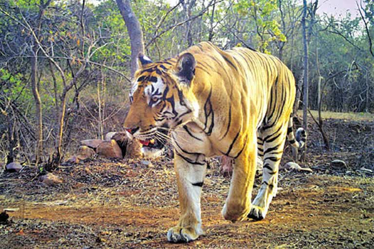 People in Maharashtra are trembling with fear of tigers Ministers warning to officials