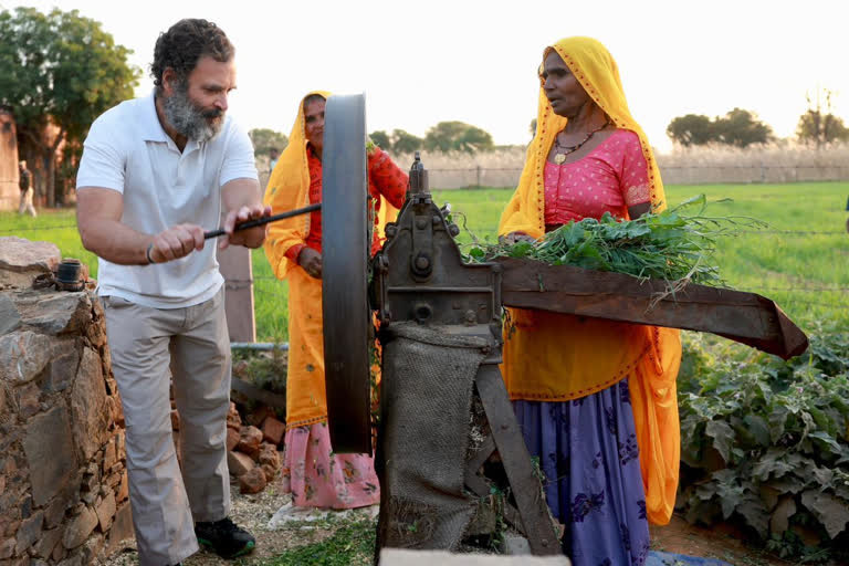 Rahul Gandhi reached Dalit farmer house  Rahul Gandhi cut fodder with kutti machine  Rahul Gandhi in Dausa  Rahul Gandhi met boxer sweety bora  Rahul met kabaddi player Deepak ram  ಭಾರತ್​ ಜೋಡೋ ಯಾತ್ರೆ  ಕೀಡಾಪಟುಗಳ ಜೊತೆ ಚರ್ಚೆ ಮಾಡಿದ ರಾಗಾ  ರಾಹುಲ್​ ಗಾಂಧಿ ರಾಜ್ಯದ ಕ್ರೀಡಾ ಪಟುಗಳನ್ನು ಭೇಟಿ  ಸರ್ಕಾರದ ಯೋಜನೆಗಳ ಬಗ್ಗೆ ರೈತರಿಗೆ ರಾಹುಲ್​ ಗಾಂಧಿ ಮಾಹಿತಿ  ಪ್ರಾಣಿಗಳಿಗೆ ಮೇವು ಕಟ್​ ಮಾಡಿ ನೀಡಿದ ರಾಗಾ  ದಲಿತ ಕುಟುಂಬಸ್ಥರ ಮನೆಯಲ್ಲಿ ಉಪಹಾರ ಸೇವನೆ  ಕೀಡಾಪಟುಗಳ ಜೊತೆ ರಾಹುಲ್​ ಚರ್ಚೆ