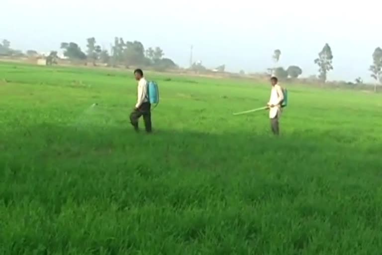 weeds in wheat field