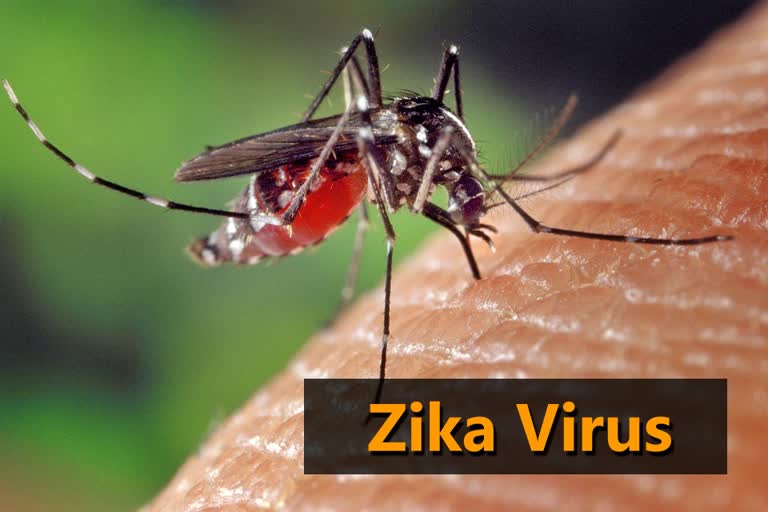 Dengue Chikungunya and Zika virus have almost similar symptoms