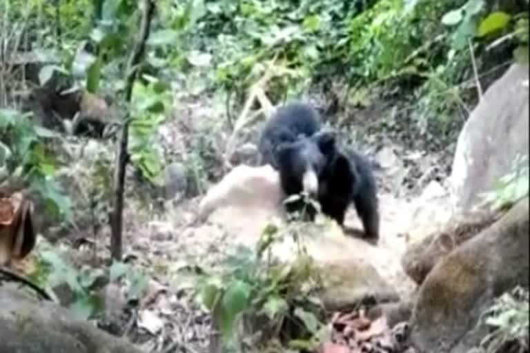 Bears trapped in wire laid for hunting in Surguja