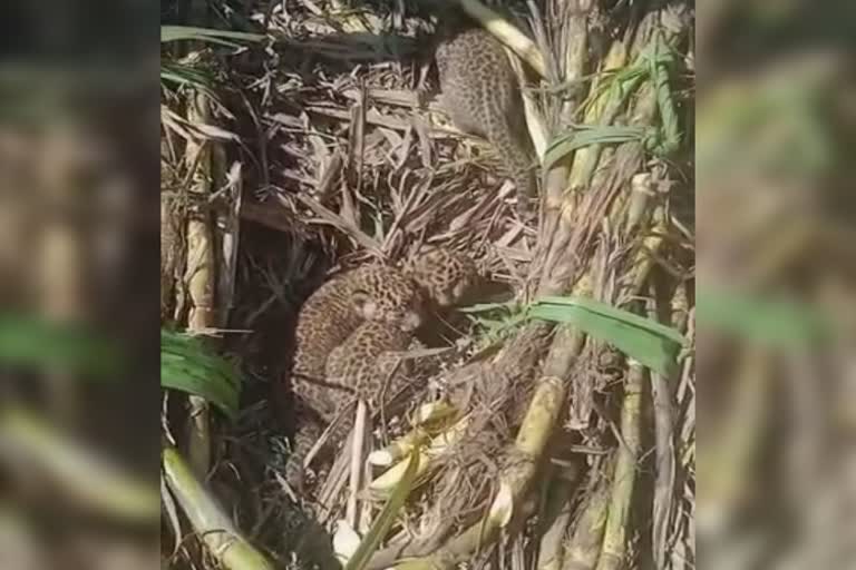 Three leopard cubs were found