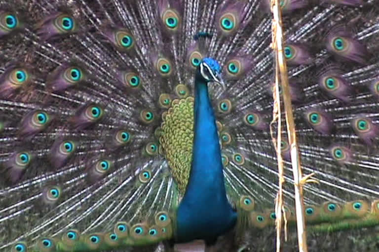 Hundreds of peacocks in Polba in dire straits