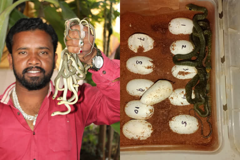 Snake cubs came out by artificially incubated  Rat snake  ചേരയുടെ മുട്ടകളെ വീട്ടിൽ വിരിയിച്ച് യുവാവ്  ചേര  Snake Nagendra  hatched snake eggs through artificial incubation  11 ചേരക്കുഞ്ഞുങ്ങളെ വിരിയിച്ചെടുത്ത് യുവാവ്  hatched Rat snake eggs in home  ചേരയുടെ മുട്ടകൾ വീട്ടിൽ വിരിയിച്ച് നാഗേന്ദ്ര