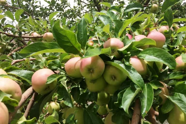 Apricots of Ladakh