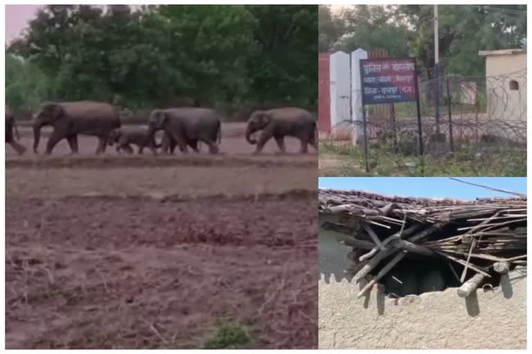 Elephants in Moharsop police post