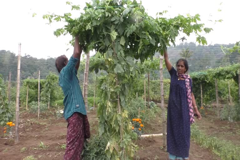 കാരറ്റ് മുതല്‍ ചെണ്ടുമല്ലി വരെ  ഇടവിള കൃഷിയിലെ വിജയഗാഥ  കാര്‍ഷിക മേഖല  ഇടവിളയായി വ്യത്യസ്‌ത കൃഷി  ഇടവിള കൃഷിയില്‍ വിജയം കൊയ്‌ത് ദമ്പതികള്‍  success story in intercrop farming  farmer krishnan  Idukki news updates  latest news in Idukki  farming news updates  latest news in kerala  ഇടവിള കൃഷിയില്‍ വിജയം കൊയ്‌ത് ദമ്പതികള്‍