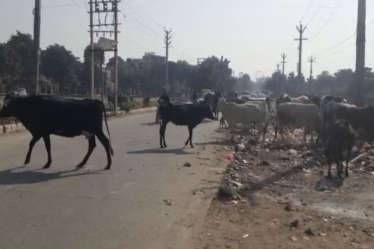 Stray Animals Problem in Ballabhgarh