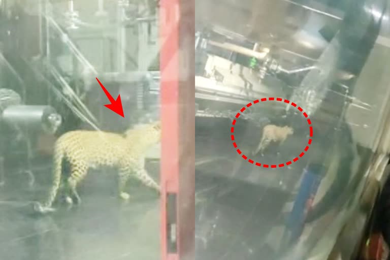 A special team of Nehru Zoo captured the leopard that went into Hetero at sangareddy district