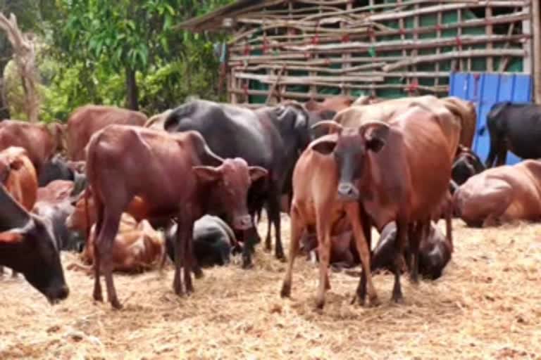 cattle are suffering from lumpy skin disease