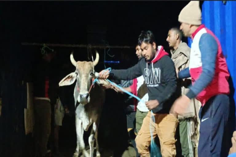 cow-protectors-freed-cows-in-panipat-chautala-road