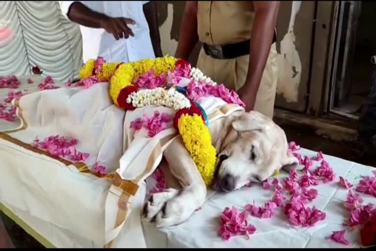 dog  kerala police k9 squad  dog ammu aka reena died  police dog ammu death  അമ്മു നായ  പൊലീസ് നായ അമ്മു യാത്രയായി  റീന നായ  കൊല്ലം സിറ്റി കെ 9 സ്ക്വാഡിലെ പൊലീസ് നായ  ദേവനന്ദ തിരോധാനം  അമ്മു  റീന  പൊലീസ് നായ  police dog  police dog death