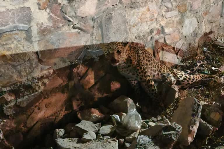 Leopard accident in jaipur