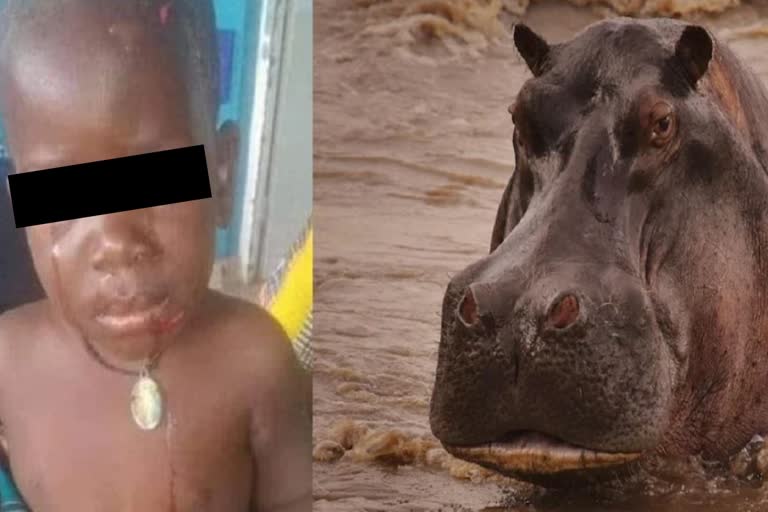 hippopotamus attack on child