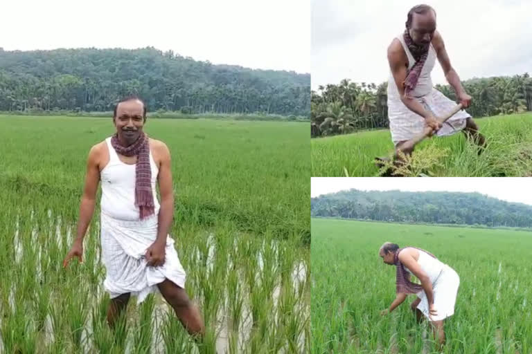 paddy farmer  kannur cheruthazham  cheruthazham paddy farmer story  kannur  cheruthazham  IV Lakshmanan  കൃഷി  കണ്ണൂര്‍ നെല്‍കൃഷി  ഐ വി ലക്ഷ്‌മണന്‍  ഐ വി ലക്ഷ്‌മണന്‍ കൃഷി  ചെറുതാഴം കൃഷി  ചെറുതാഴം  നെല്‍കൃഷി