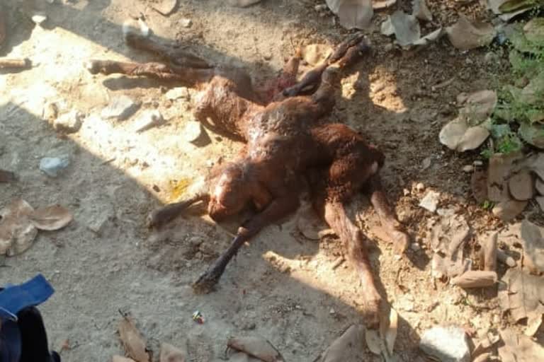 2-body-8-legs-strange-sheep-born-in-chikkamagalur