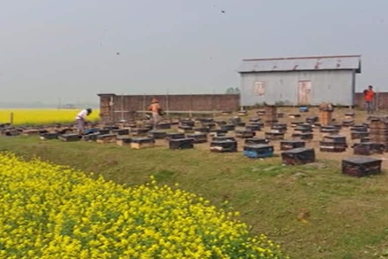 Farmers are self reliant in beekeeping