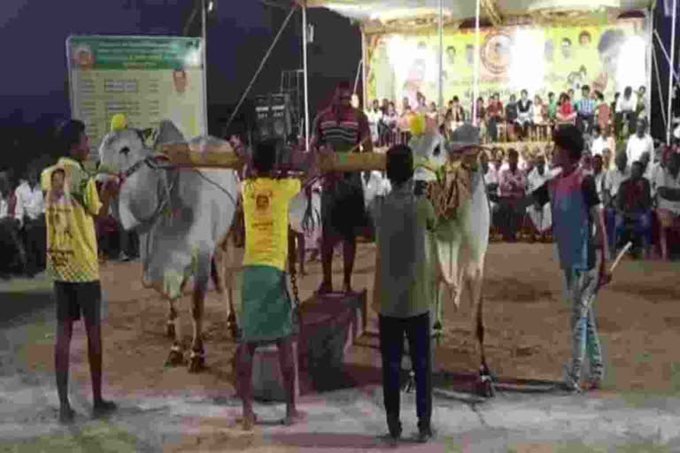 National Level Bull Competitions In NTR District