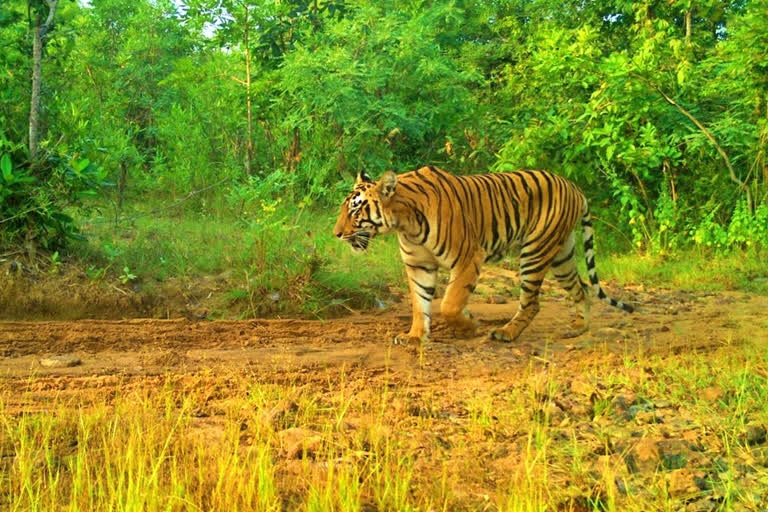 According to India State of Forest Report 2021, Telangana's forest cover encompassed an area of 21,214 sqkm— an increase 632 sqkm recorded between 2019 and 2021 surveys. This year, around eight tigers are moving in the Kawal Tiger corridor connecting Tiger reserves in Maharashtra.