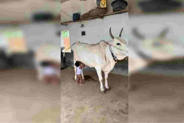 Cow Gives Milk to Boy