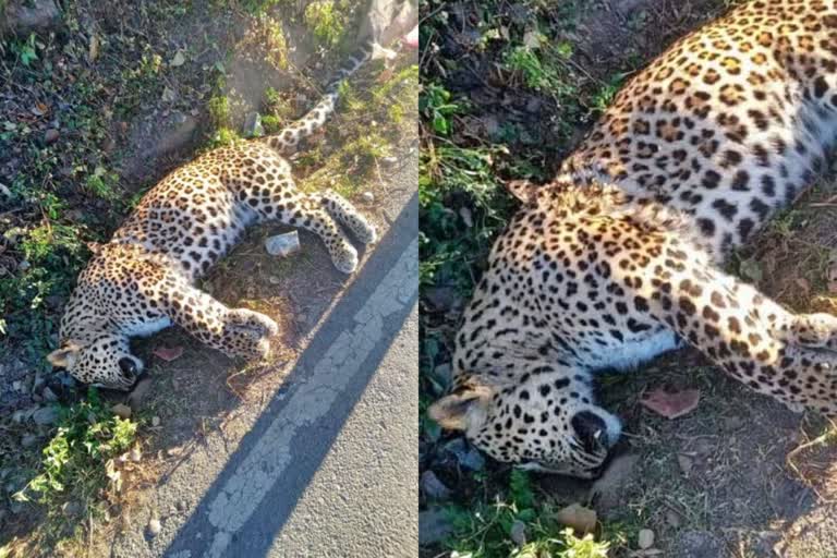 Dead leopard found in kakira