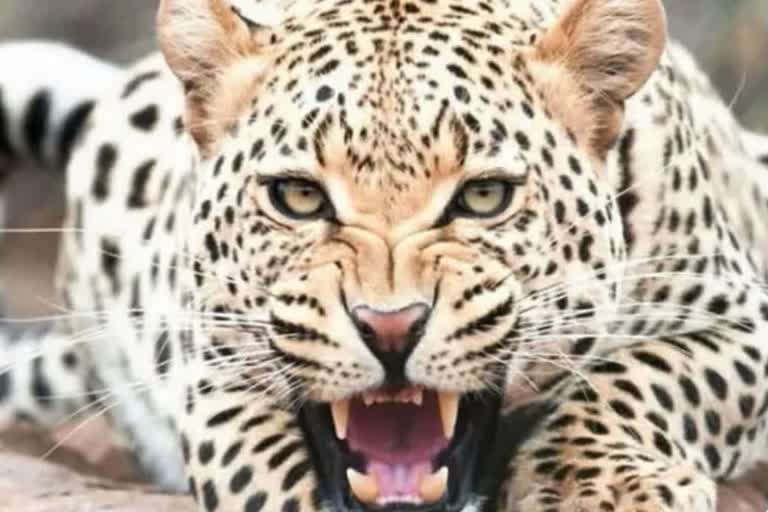 leopard dead body found in shivpuri