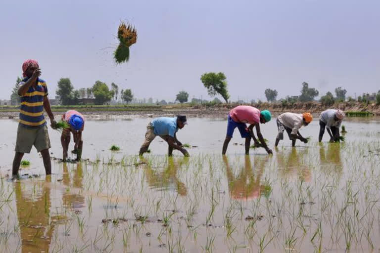 kerala government  israel  kerala government planning to sent farmers israel  Department of Agriculture  കൃഷി പഠിക്കാന്‍ ഇസ്രായേലിലേക്ക് പോകാം  ഇസ്രയേലിലെ കൃഷിരീതി  കൃഷി വകുപ്പ്  കൃഷി വകുപ്പിന്‍റെ എയിംസ് പോര്‍ട്ടല്‍  കൃഷി