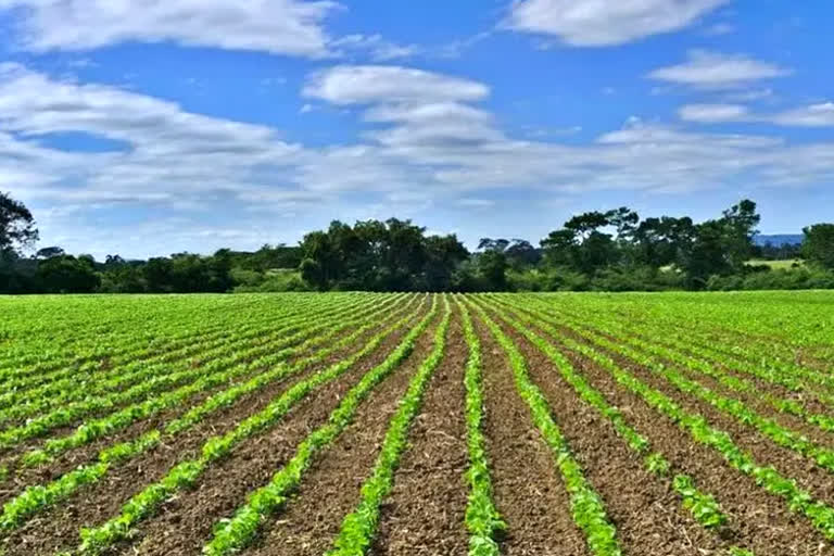 Haryana got Scotch Gold Award in Agriculture and Horticulture schemes in Haryana