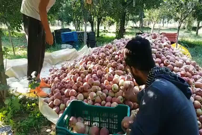 Difficulties for Kashmiri Farmers