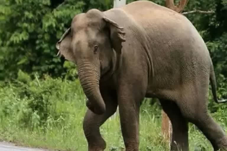 Elephant attacks five women in Uttarakhand's Kotdwar, one killed