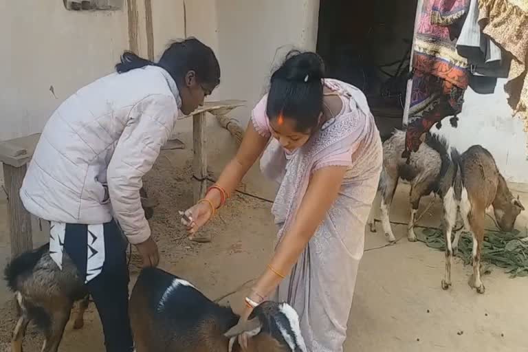 Pashu Sakhi training to rural women in Surguja