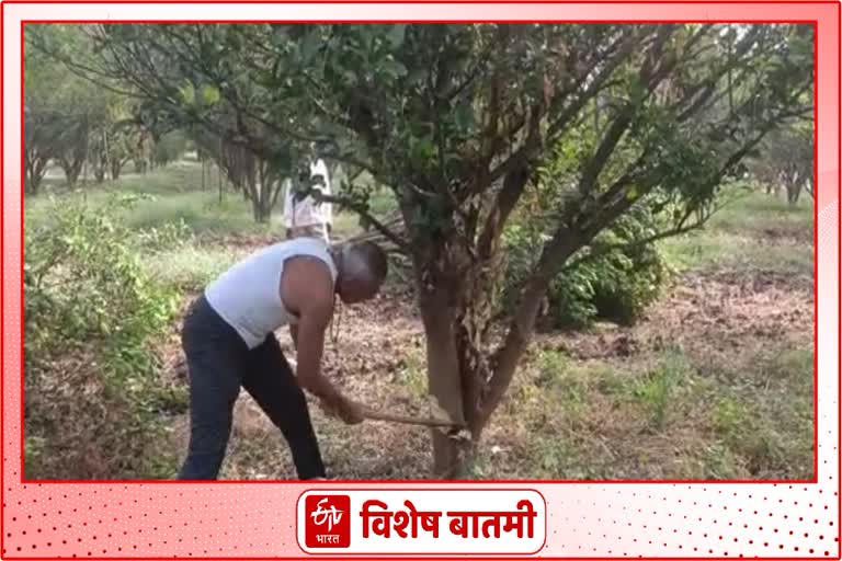 Amravati Farmer Cut Orange Farm