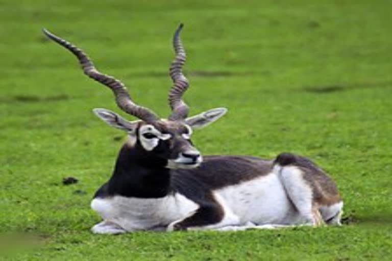 Dog attack on blackbuck in Panipat