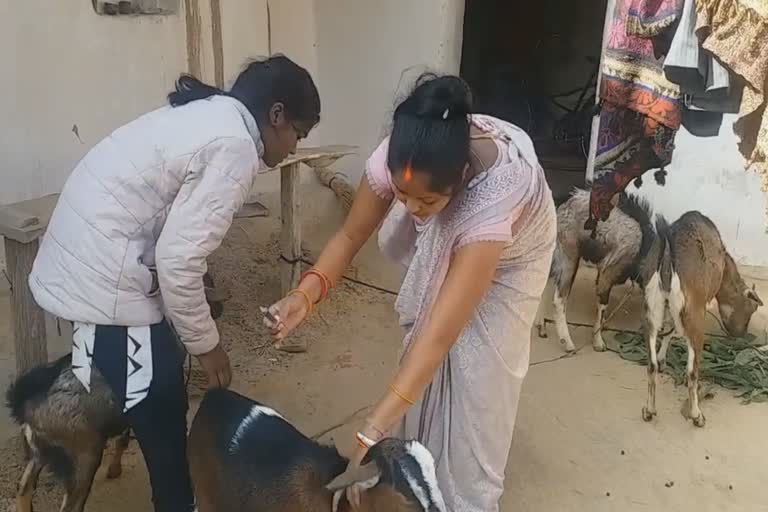 surguja Women doing vaccination of animals